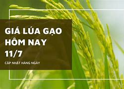 Giá Lúa Tại Hậu Giang Hôm Nay